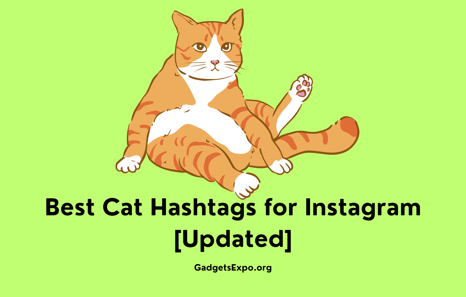 Best Cat Hashtags for Instagram [Updated]